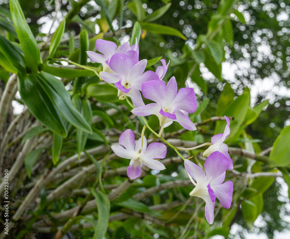 Purple orchid flower in the garden at thailand,selective focus.Tropical Elegance! Purple Orchid Close-Up Captures Thai Beauty Purple orchid flower in the garden at thailand,selective focus.Tropical Elegance! Purple Orchid Close-Up Captures Thai Beauty