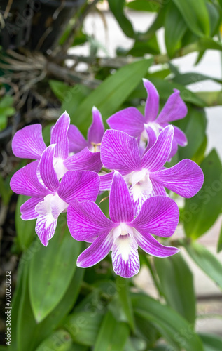 Purple orchid flower in the garden at thailand,selective focus.Tropical Elegance! Purple Orchid Close-Up Captures Thai Beauty