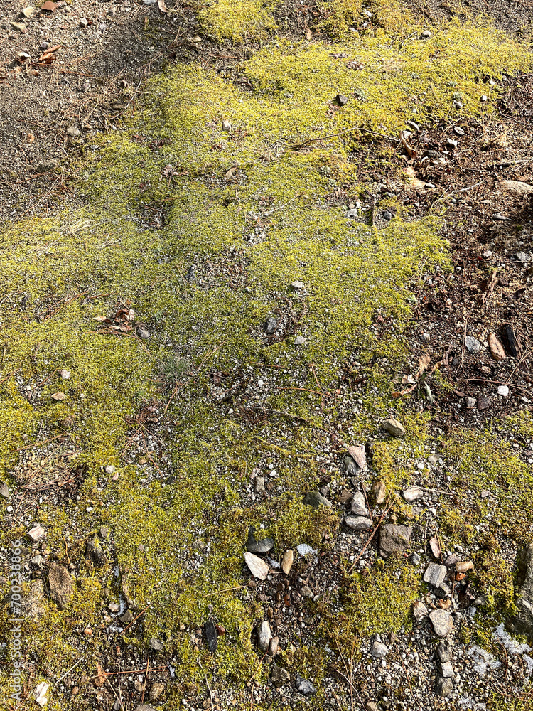 
Moss-covered soil, natural pattern, close-up, background