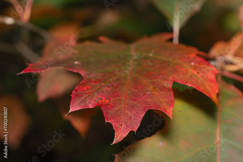 Liść w jesiennych barwach © Ania Burczyńska