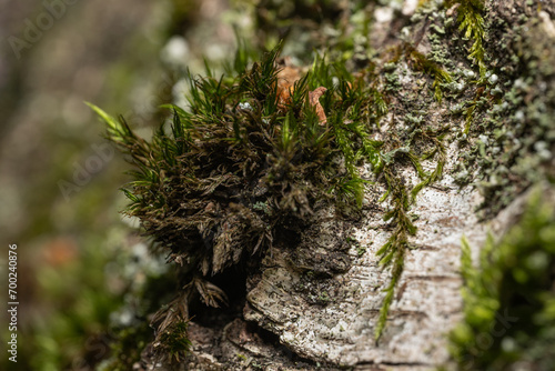 Mech na brzozie (Moss on birch) © Ania Burczyńska