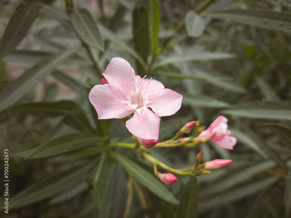 Fototapeta premium Pink flower of Oleander, Sweet Oleander, Rose Bay, Nerium oleander bush bloom in the garden delicate flowers a beautiful tropical ornamental plant. is a shrub in the dogbane family Apocynaceae