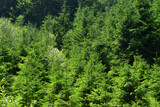 Green forest tree environment background