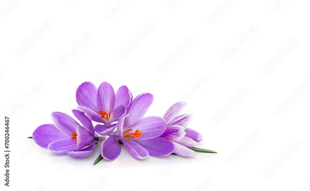 Obraz premium Violet flowers crocuses on a white background with space for text. Spring flowers