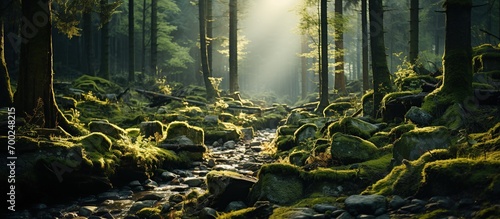 Green mossy forest with beautiful light from the sun shining between the trees