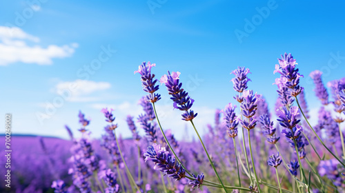 A field of blooming lavender under a bright blue sky with the fragrant scent of lavender filling the air.