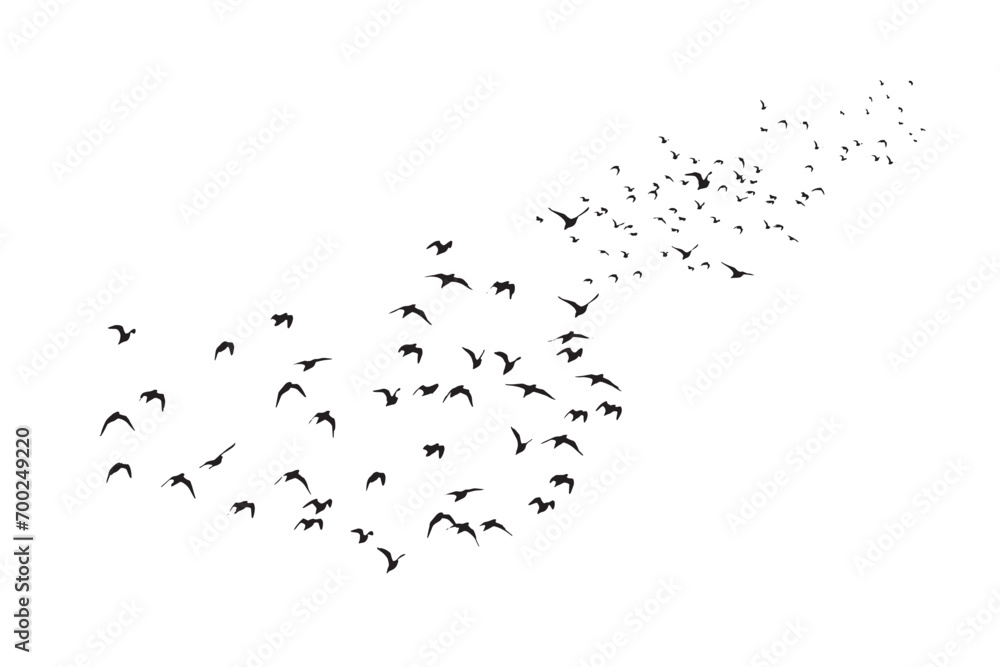 Birds flying in a natural view. Vector images. White background. Birds flying in a natural view. Vector images. White background.