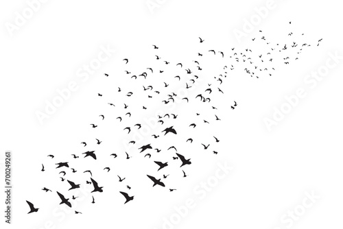 Birds flying in a natural view. Vector images. White background.  © serkanmutan