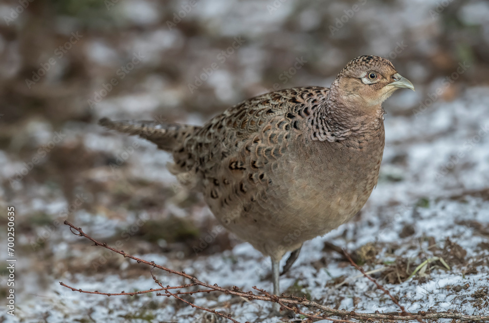 common pheasant female in a forest in the winter close up common pheasant female in a forest in the winter close up