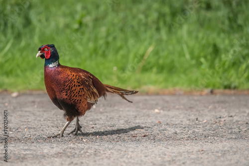 Pheasant, male on the road beside a field in the autumn in the united kingdom in britain