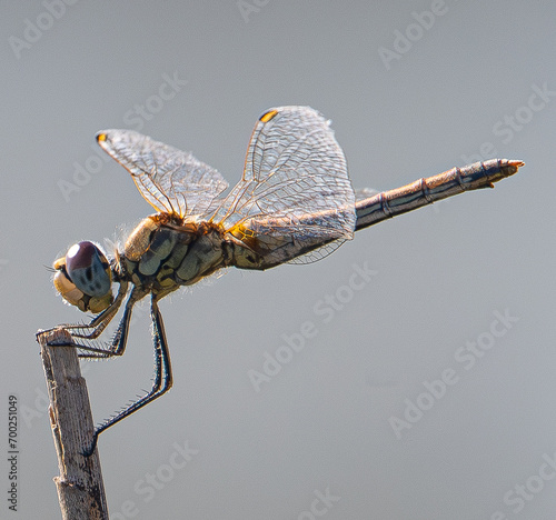 The red-veined darter or nomad (Sympetrum fonscolombii) is a dragonfly common in aiguamolls emporda girona spain photo