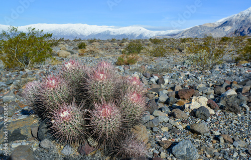 Cacti in the stone desert in the foothills, Echinocactus polycephalus  (Cottontop Cactus, Many-headed Barrel Cactus) photo