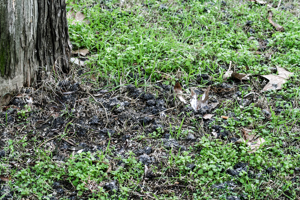 Obraz premium Owl wads - Owl regurgitation on the ground - Contents of an indigestible ball containing fur and bones that the owl vomits - Concept of scientific research related to the long-eared owl Asio otus
