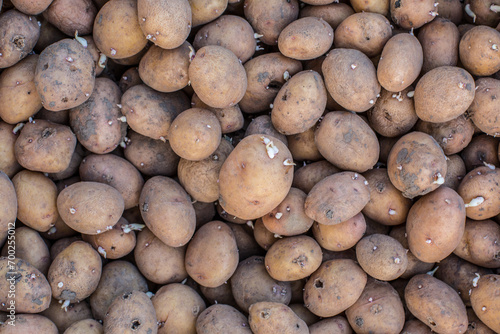 Potato tubers after harvest