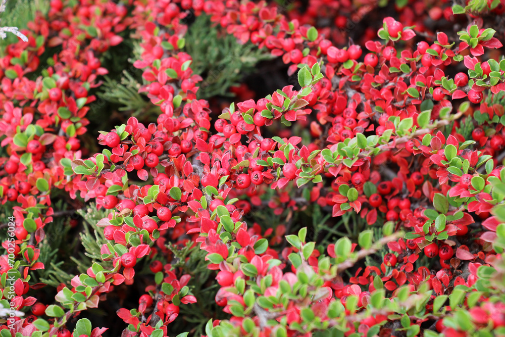 In the autumn, a decorative bush of the cotoneaster horizontalis grows in the garden