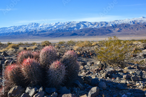 Cacti in the stone desert in the foothills, Echinocactus polycephalus  (Cottontop Cactus, Many-headed Barrel Cactus) photo
