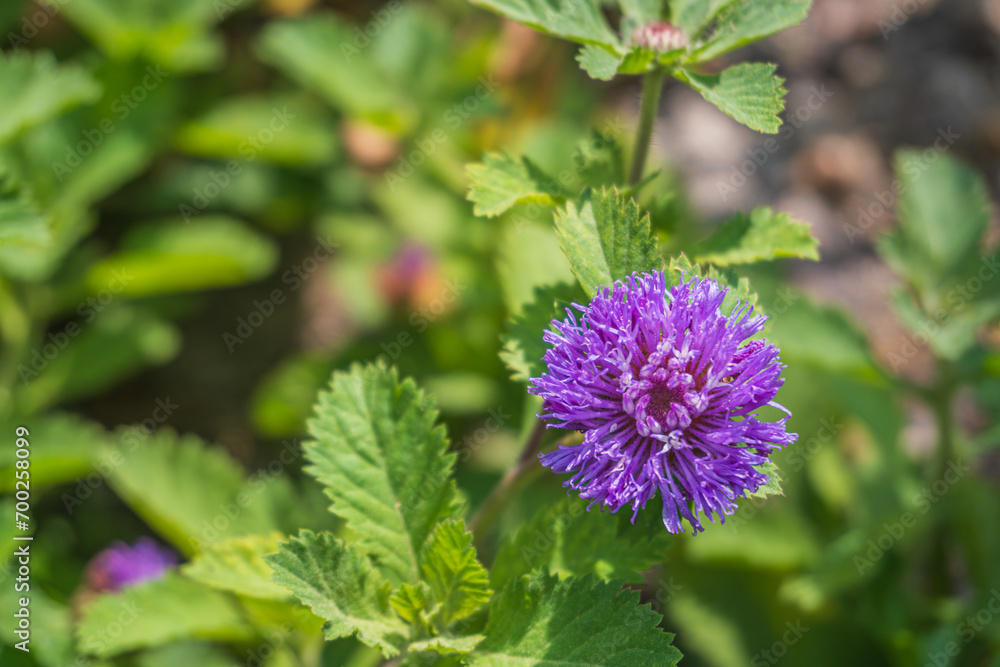 Close up of a blooming Brazil button flower or Larkdaisy on blurred natural green background with copy space. Close up of a blooming Brazil button flower or Larkdaisy on blurred natural green background with copy space.
