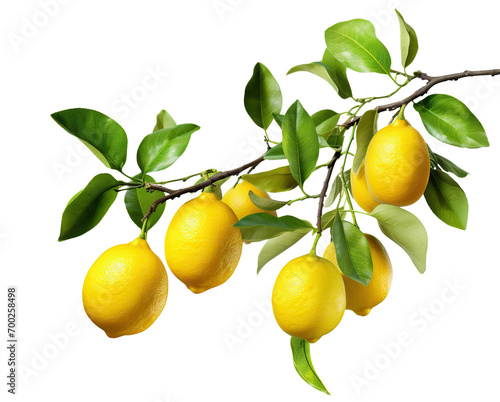 Fresh delicious lemons on branch, cut out