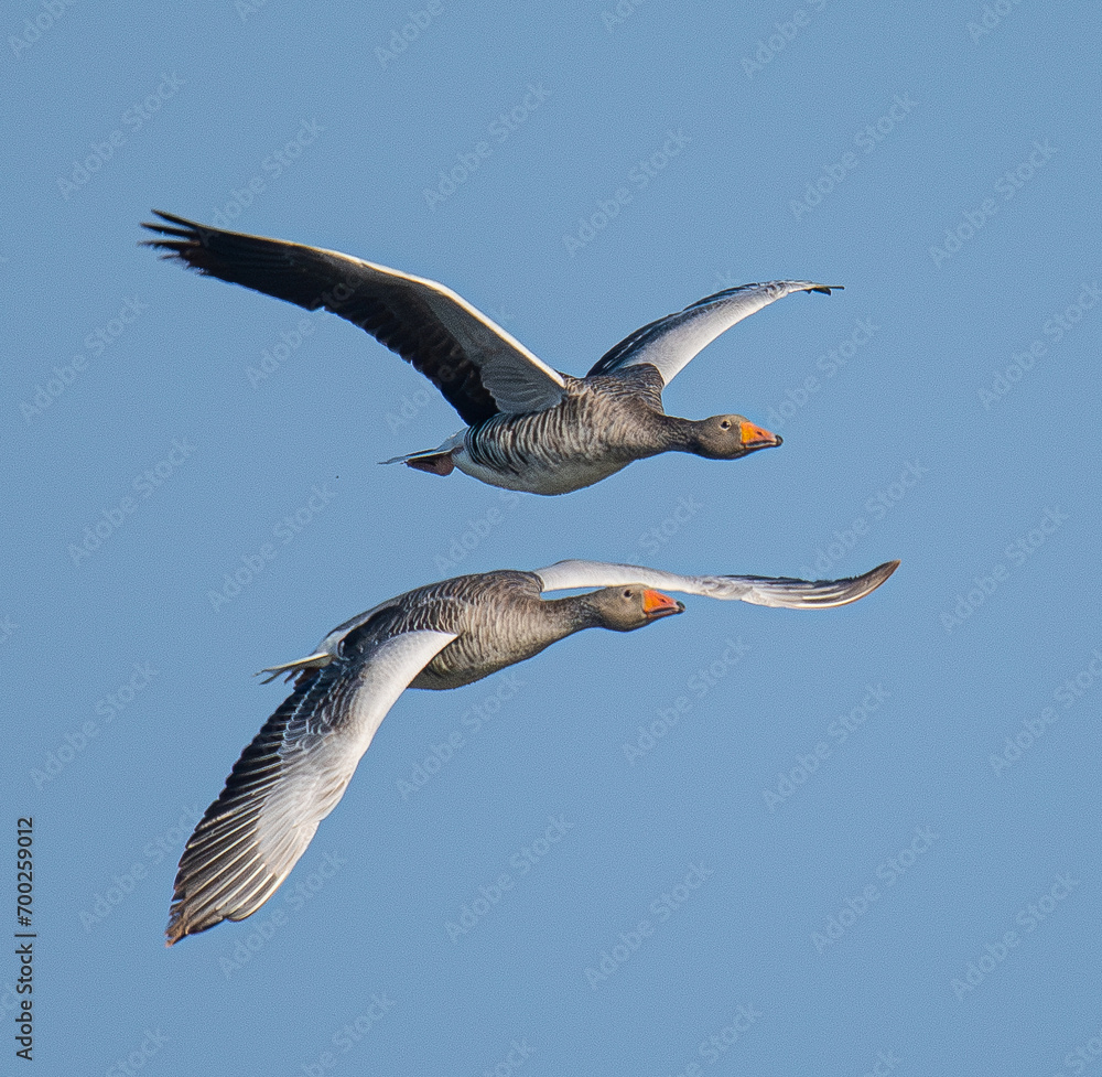 Obraz premium The common goose anser anser is a species of anseriform bird in the Anatidae family native to Eurasia and North Africa common in aiguamolls emporda girona spain