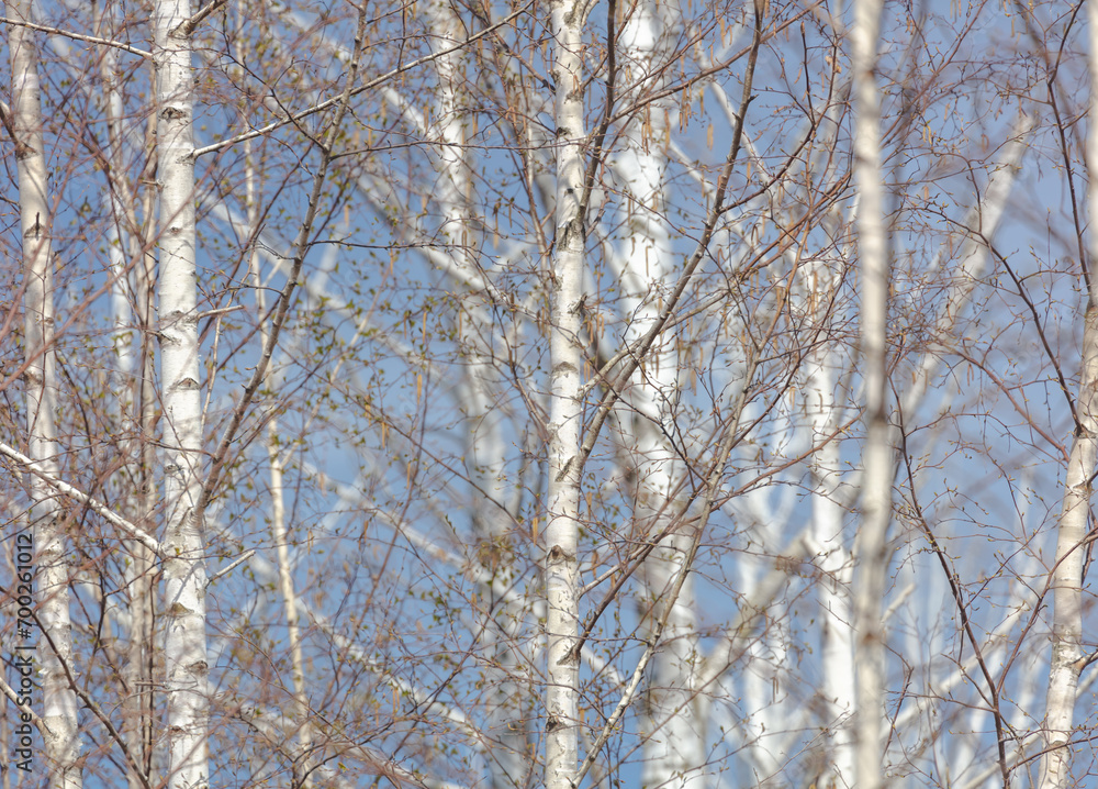 Background of beautiful spring birch trunks Background of beautiful spring birch trunks