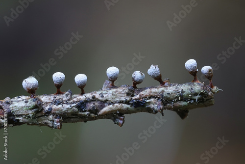 Craterium leucocephalum, a slime mold from Finland, no common English name photo