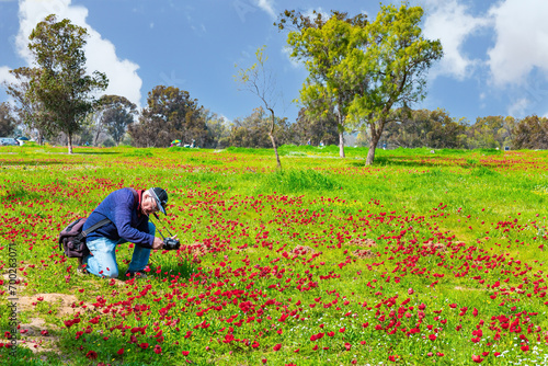 Fototapet Photographer takes pictures red anemones