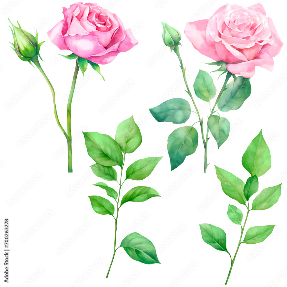 set of stem pink roses with green leaves in watercolor on a transparent background