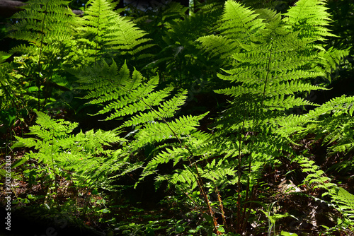 Green plant leaf fern in the forest