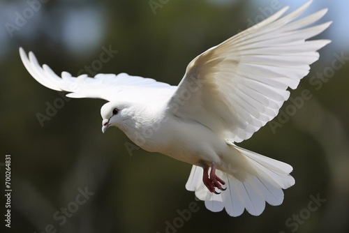 A white dove in flight. Generative AI