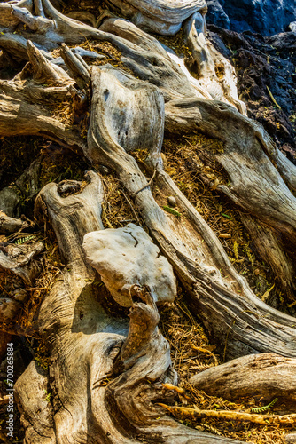 old tropical tree wood