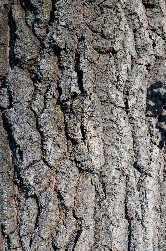 Obraz premium Oak tree trunk. Quercus Tree bark close up. Detail.