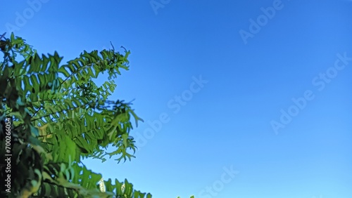 fern leaves gainst blue sky photo