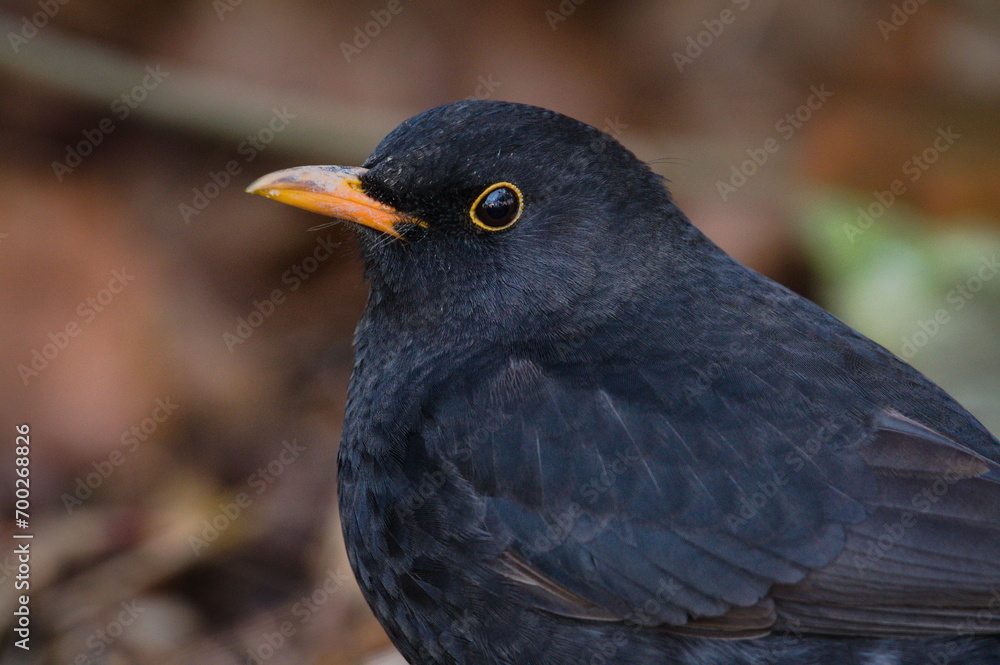 Fototapeta premium Song bird turdus merula aka eurasian blackbird. The most common bird in Czech republic. Close up portrait.