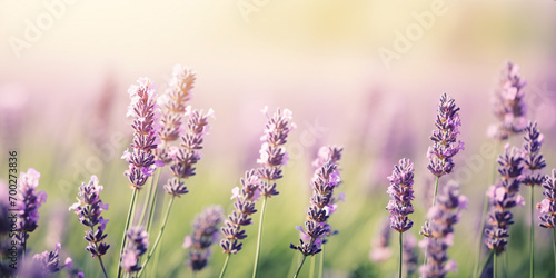 Lavender field. Fresh lavender flowers. The main focus is on the lavender flower in the lavender field.