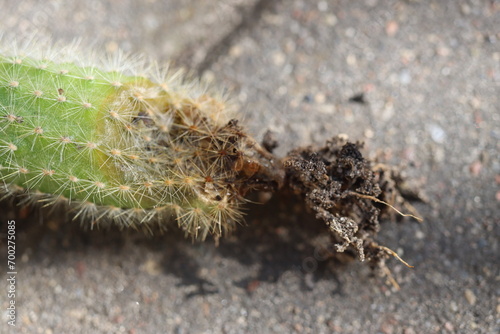 Cleistocactus strausii kaktus photo