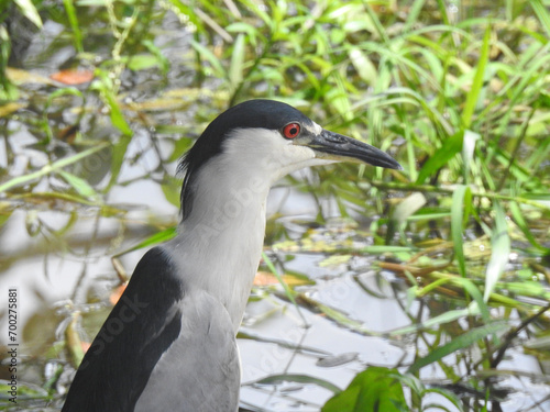 Black. crowned Nigth- Heron