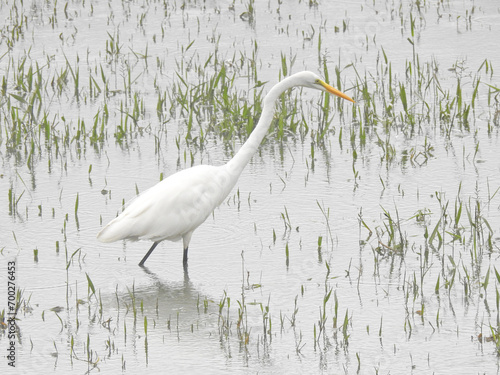 Great Egret 1