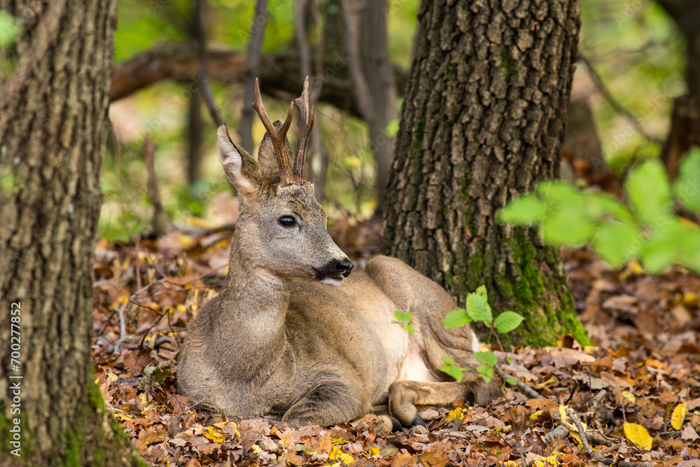 Roe Deer (Capreolus Capreolus) buck relaxing in autumn forest