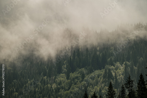 Mgliste lasy - Dolina MaŁej Łąki, Tatry, Polska 