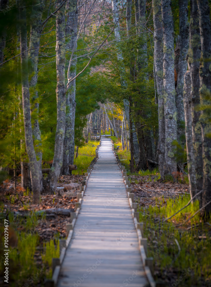 Obraz premium Wooden boardwalk through the woods in Maine