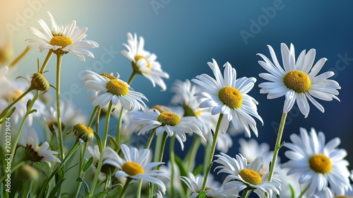 Bright daisies on a solitary blue backdrop.