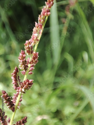 close up of a flower