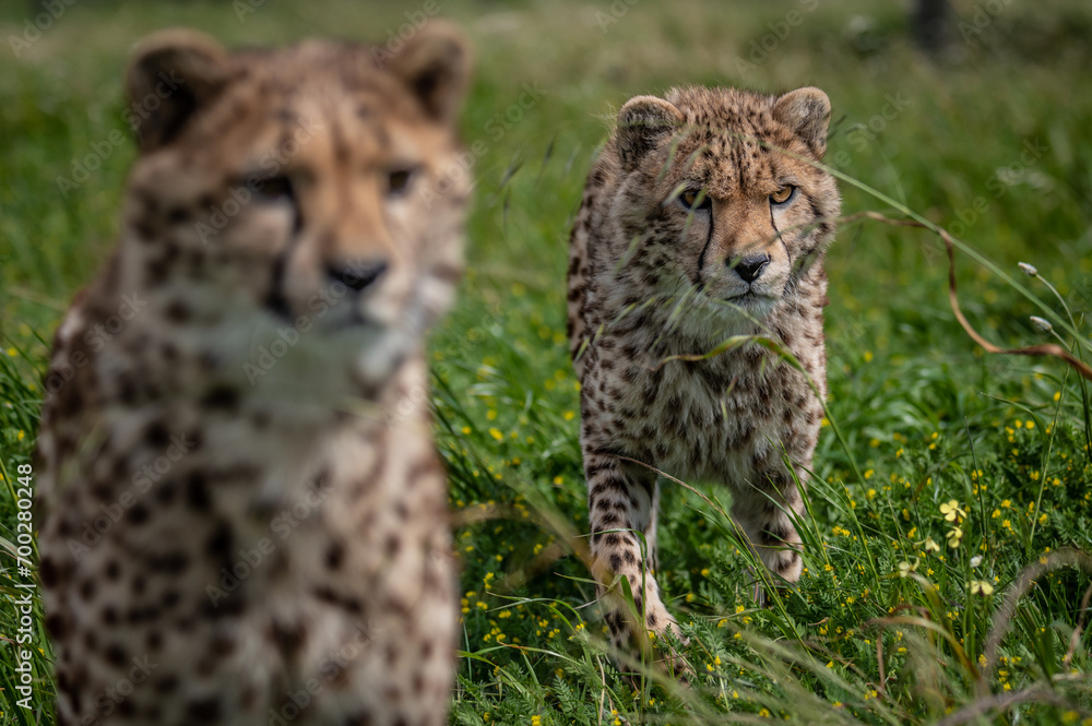 Fototapeta premium Cheetahs playing