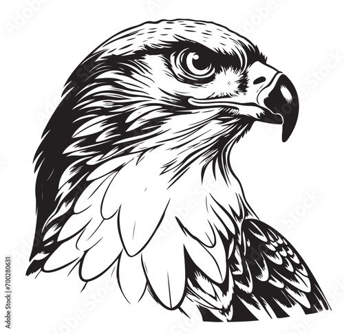 Vector drawing of a falcon face on white background