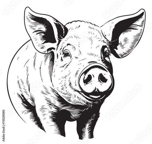 Hand drawn sketch of a piglet face. Portrait of a farm animal in vintage engraved style. Vector illustration.
