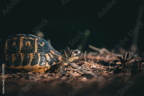 turtle on the ground photo