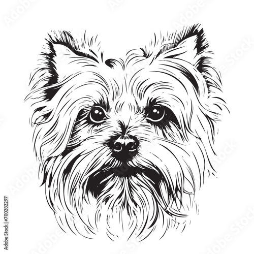 Sketch portrait of cute yorkshire terrier Vector illustration
