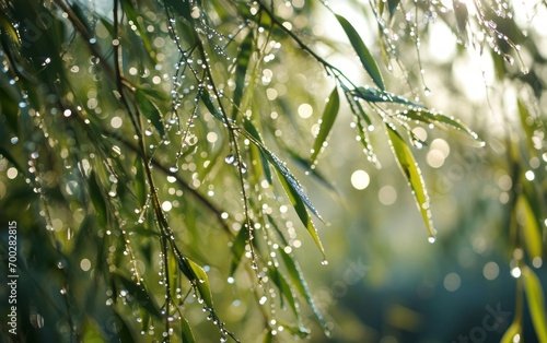 Close-up of willow branches covered in glistening morning dew