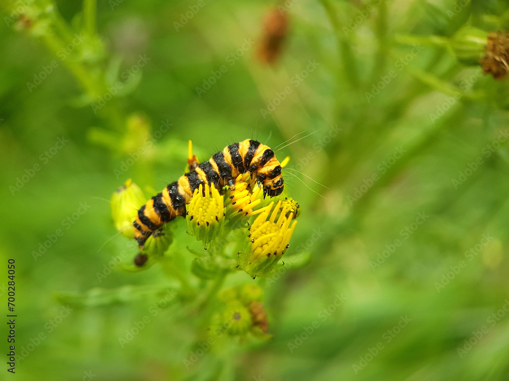 caterpillar on a leaf