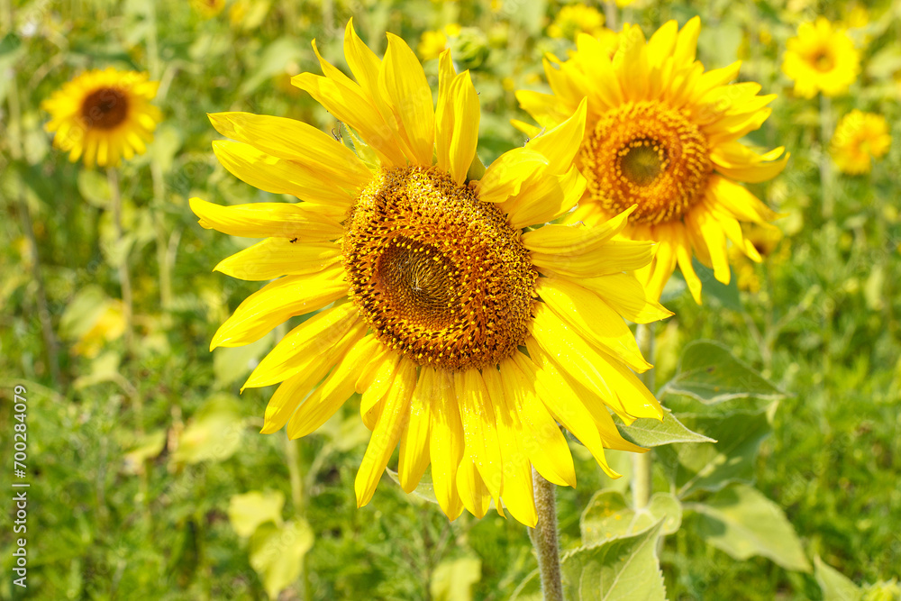 Field with beautiful yellow sunflower